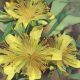 Summer Solstice St John’s Wort Flowers2