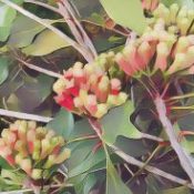 Folk Medicine and Remedies Toothache