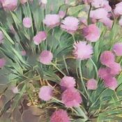 Herbal Folklore & Old Fashioned Tips, Chives