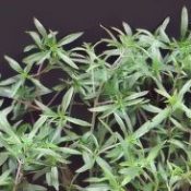 Herbal Folklore & Old Fashioned Tips, Summer Savory.