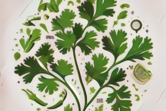 Medicinal Uses For Common Culinary Spices, CILANTRO.