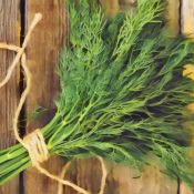 Medicinal Uses For Common Culinary Spices, DILL.