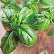 Medicinal Uses For Common Culinary Spices, BASIL.