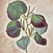 Kava Kava, Seven Healing Herbs For Anxiety & Stress