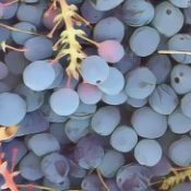 Psoriasis herbal remedies Oregon Grape