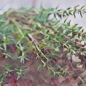 Medicinal Uses For Common Culinary Spices, THYME.