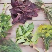 Herbs Listed by Medical Symptom B