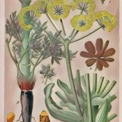 Medicinal Uses For Common Culinary Spices, ASAFOETIDA.