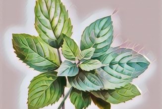 Medicinal Uses For Common Culinary Spices, MINT.