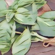 Ingredients for a Kitchen Witch: Basil – Protection