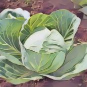 Ingredients for a Kitchen Witch: Cabbage – Luck