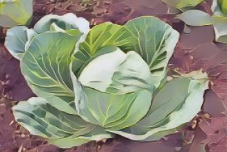 Ingredients for a Kitchen Witch: Cabbage – Luck