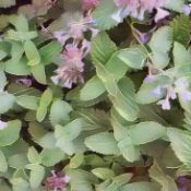 Ingredients for a Kitchen Witch: Catnip – Happiness