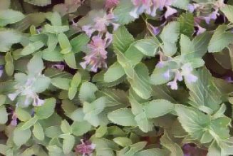 Ingredients for a Kitchen Witch: Catnip – Happiness