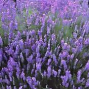Ingredients for a Kitchen Witch: Lavender – Peace