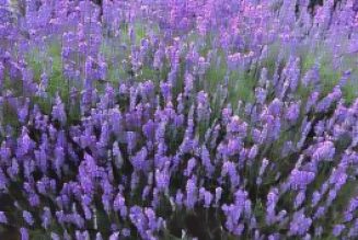 Ingredients for a Kitchen Witch: Lavender – Peace