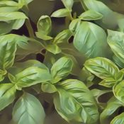 Kitchen Herbs for Witches: Basil