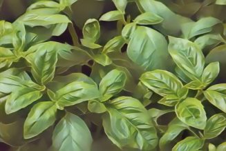 Kitchen Herbs for Witches: Basil