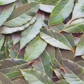 Kitchen Herbs for Witches: Bay 