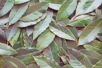 Kitchen Herbs for Witches: Bay 