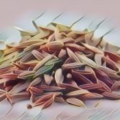 Kitchen Herbs for Witches: Caraway