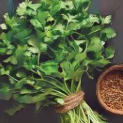 Kitchen Herbs for Witches: Coriander