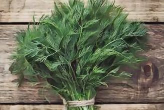 Kitchen Herbs for Witches: Dill  