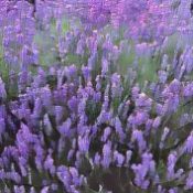 Kitchen Herbs for Witches: Lavender