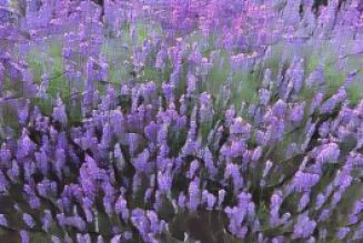 Kitchen Herbs for Witches: Lavender