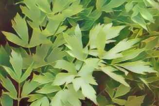 Kitchen Herbs for Witches: Lovage