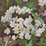 Kitchen Herbs for Witches: Mace