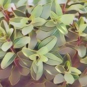 Kitchen Herbs for Witches: Marjoram