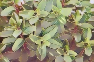 Kitchen Herbs for Witches: Marjoram