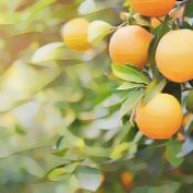 Ingredients for a Kitchen Witch: Orange – Divination