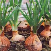 Kitchen Herbs for Witches: Onion