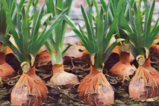 Kitchen Herbs for Witches: Onion