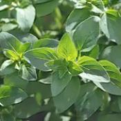 Kitchen Herbs for Witches: Oregano  