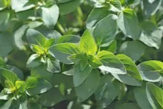 Kitchen Herbs for Witches: Oregano  