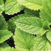 Kitchen Herbs for Witches: Peppermint