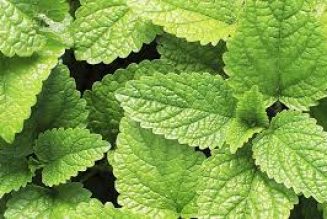 Kitchen Herbs for Witches: Peppermint