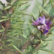 Kitchen Herbs for Witches: Rosemary