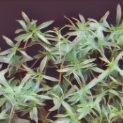 Kitchen Herbs for Witches: Savory