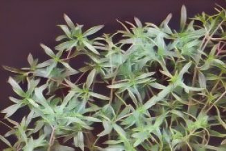 Kitchen Herbs for Witches: Savory