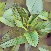 Kitchen Herbs for Witches: Spearmint  