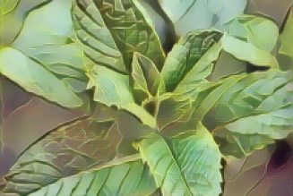 Kitchen Herbs for Witches: Spearmint  