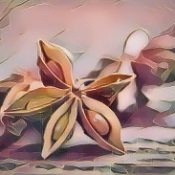 Kitchen Herbs for Witches: Star Anise 