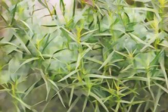 Kitchen Herbs for Witches: Tarragon