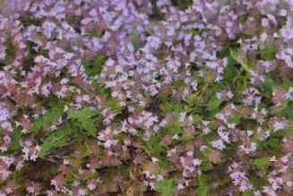 Kitchen Herbs for Witches: Thyme