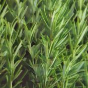 Rosemary