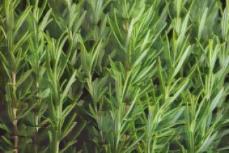 Rosemary: History